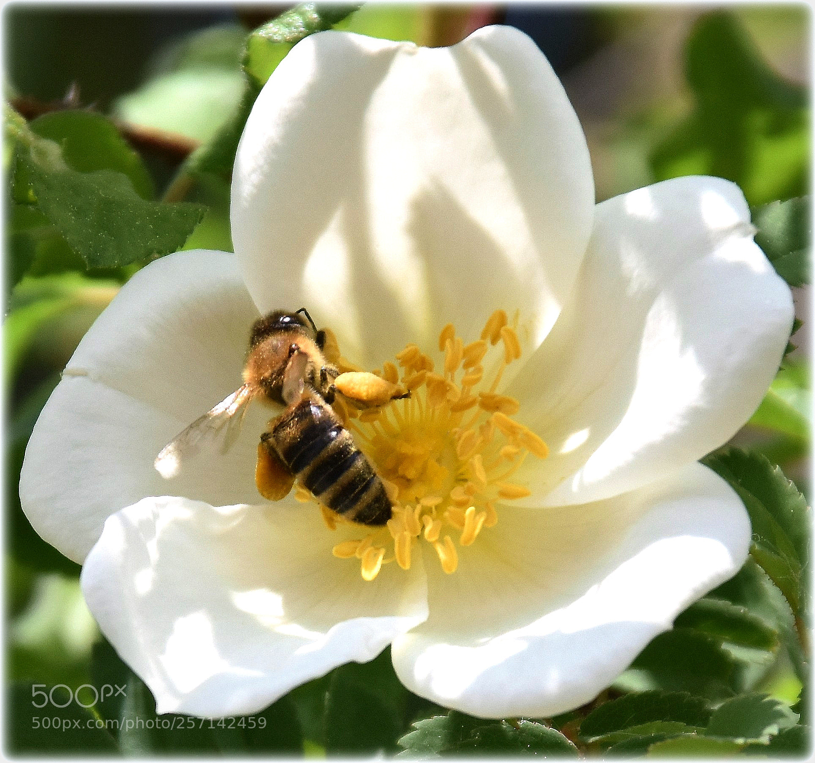 Nikon D7200 sample photo. ",imme," photography