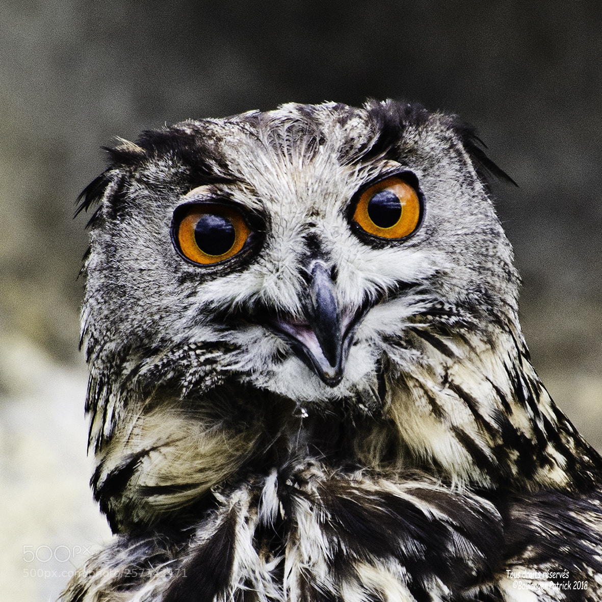 Nikon D7000 sample photo. Grand duc photography