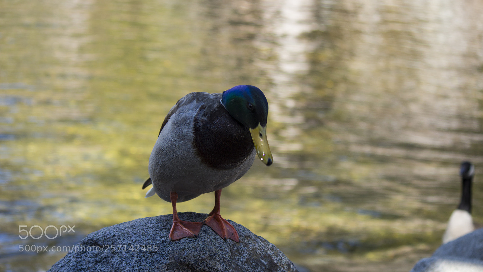 Canon EOS 700D (EOS Rebel T5i / EOS Kiss X7i) sample photo. Mg photography
