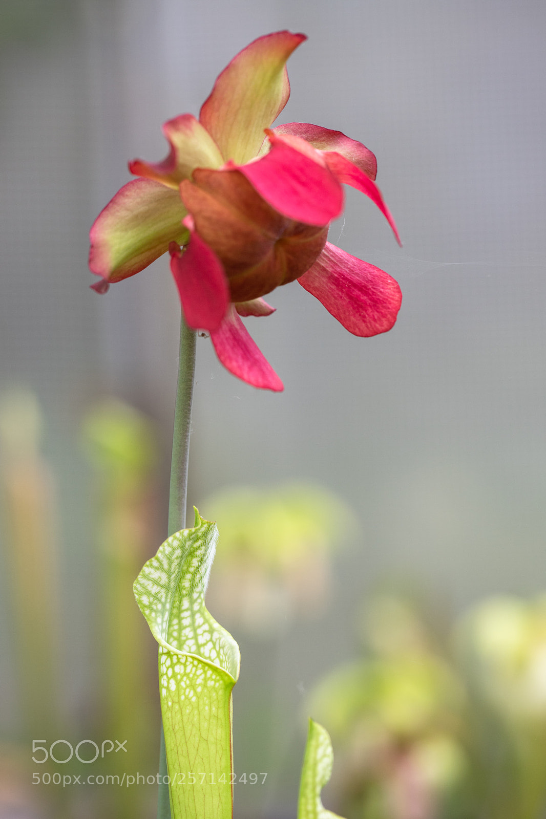 Canon EOS 6D Mark II sample photo. Sarracenia flower photography