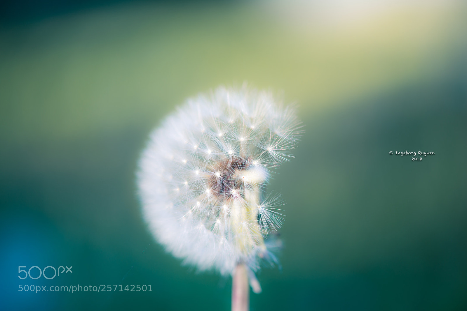 Nikon D800 sample photo. Stars between the sun photography