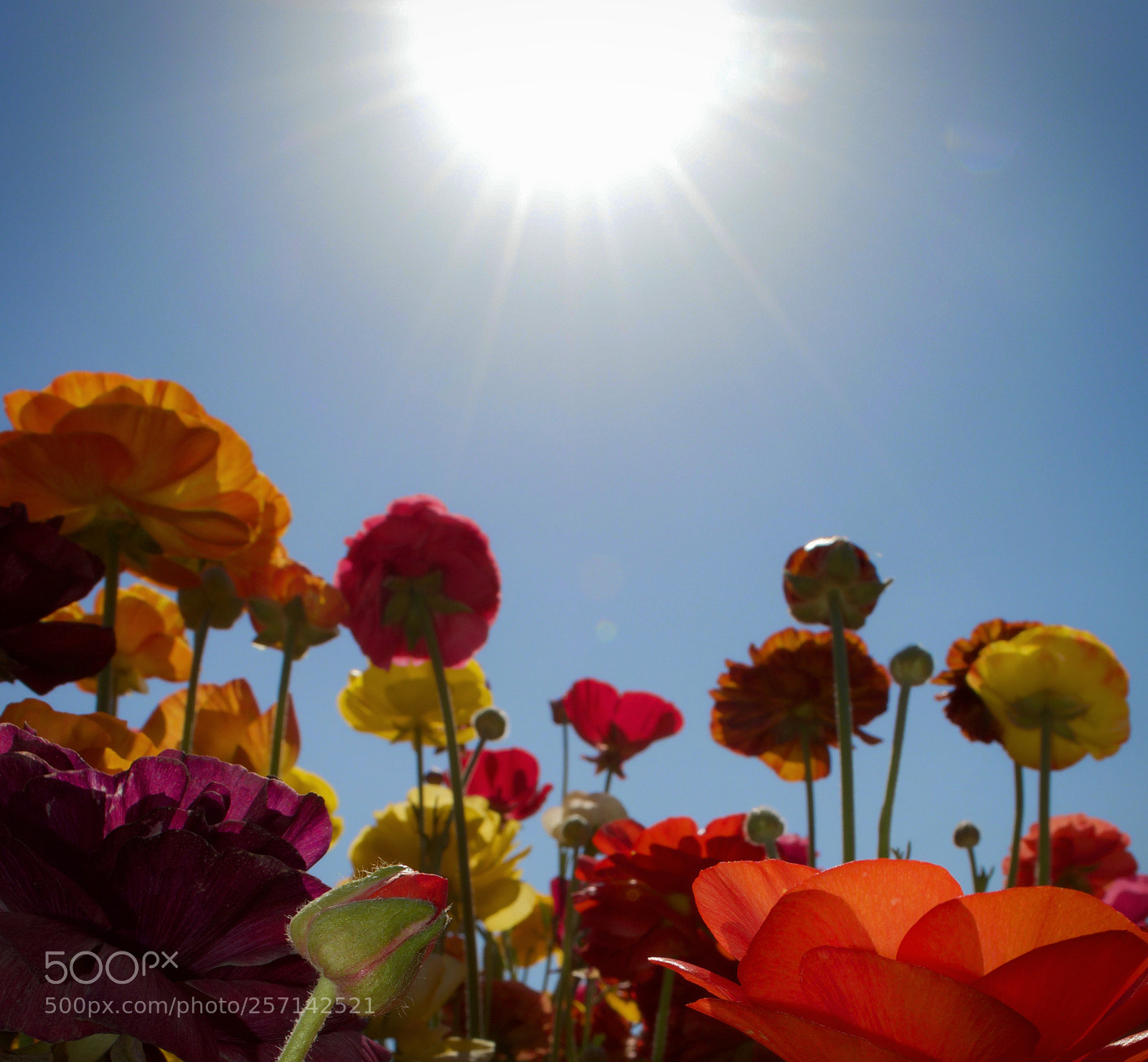 Nikon D3200 sample photo. Floral fury photography
