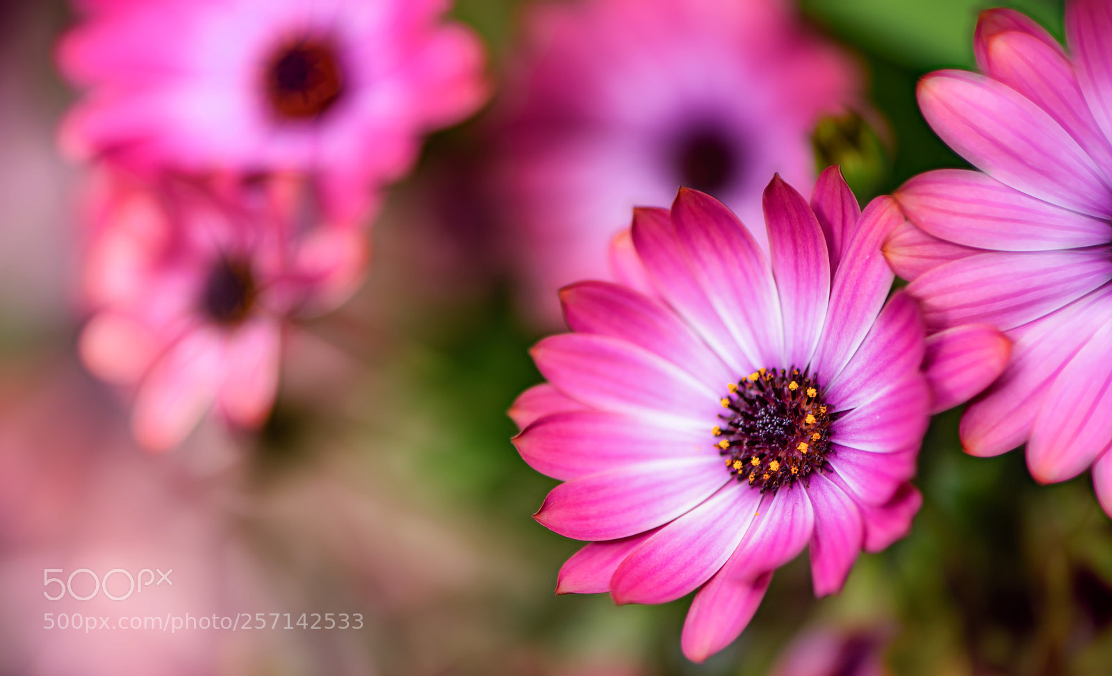 Nikon D850 sample photo. Radiant spring photography
