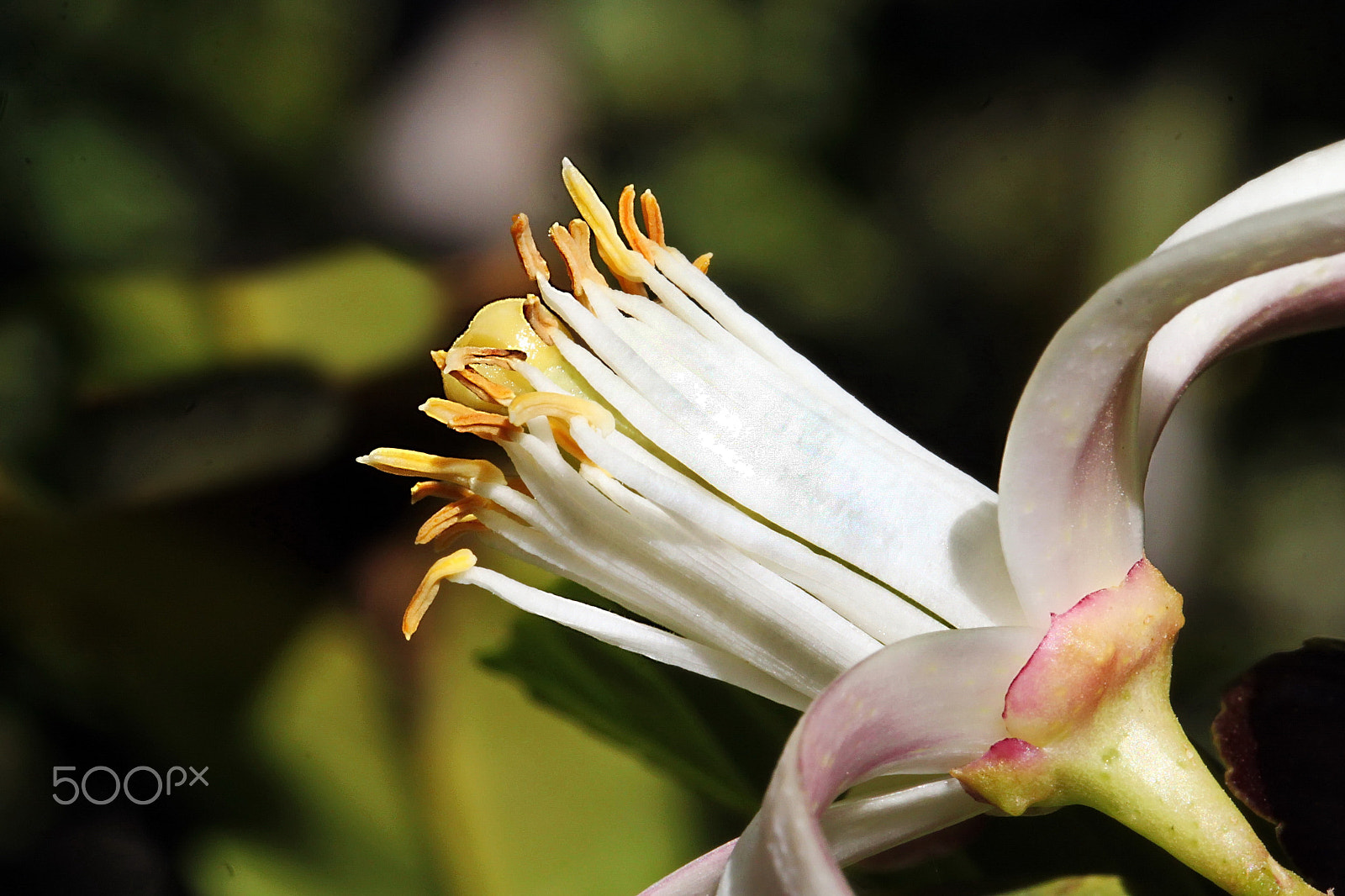 Canon EOS 500D (EOS Rebel T1i / EOS Kiss X3) sample photo. The flower photography