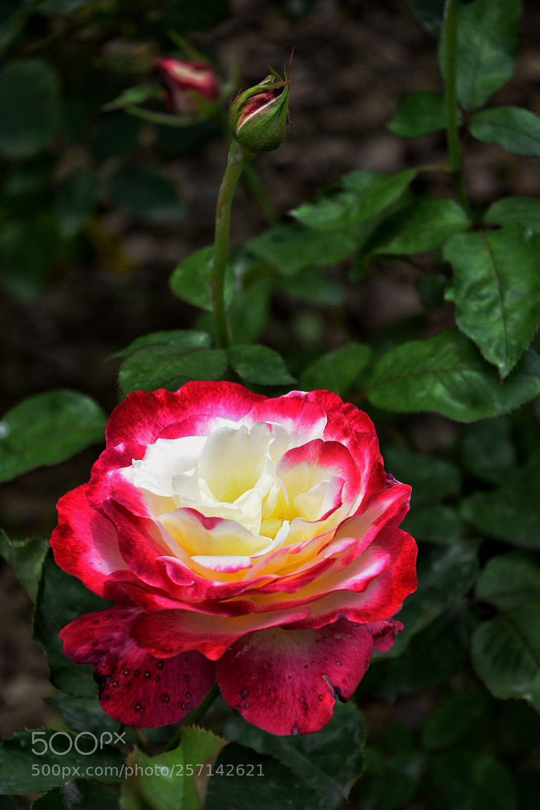Nikon D7200 sample photo. Red and white photography