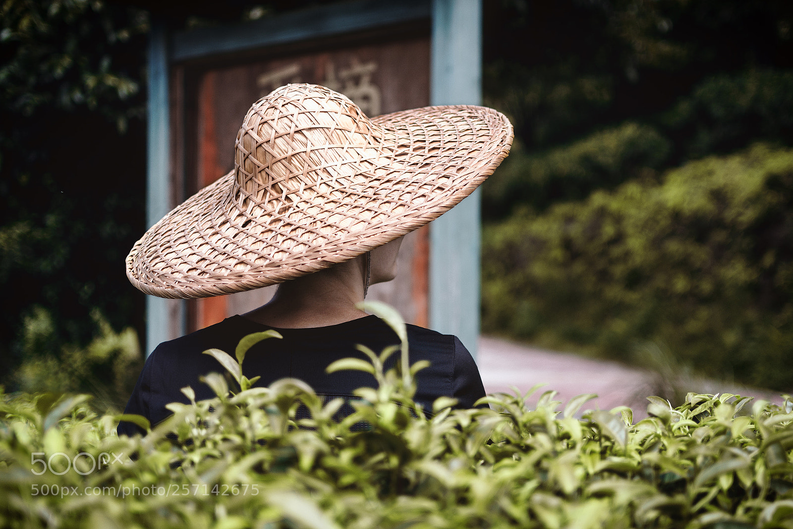 Nikon D7100 sample photo. Tea leaves photography