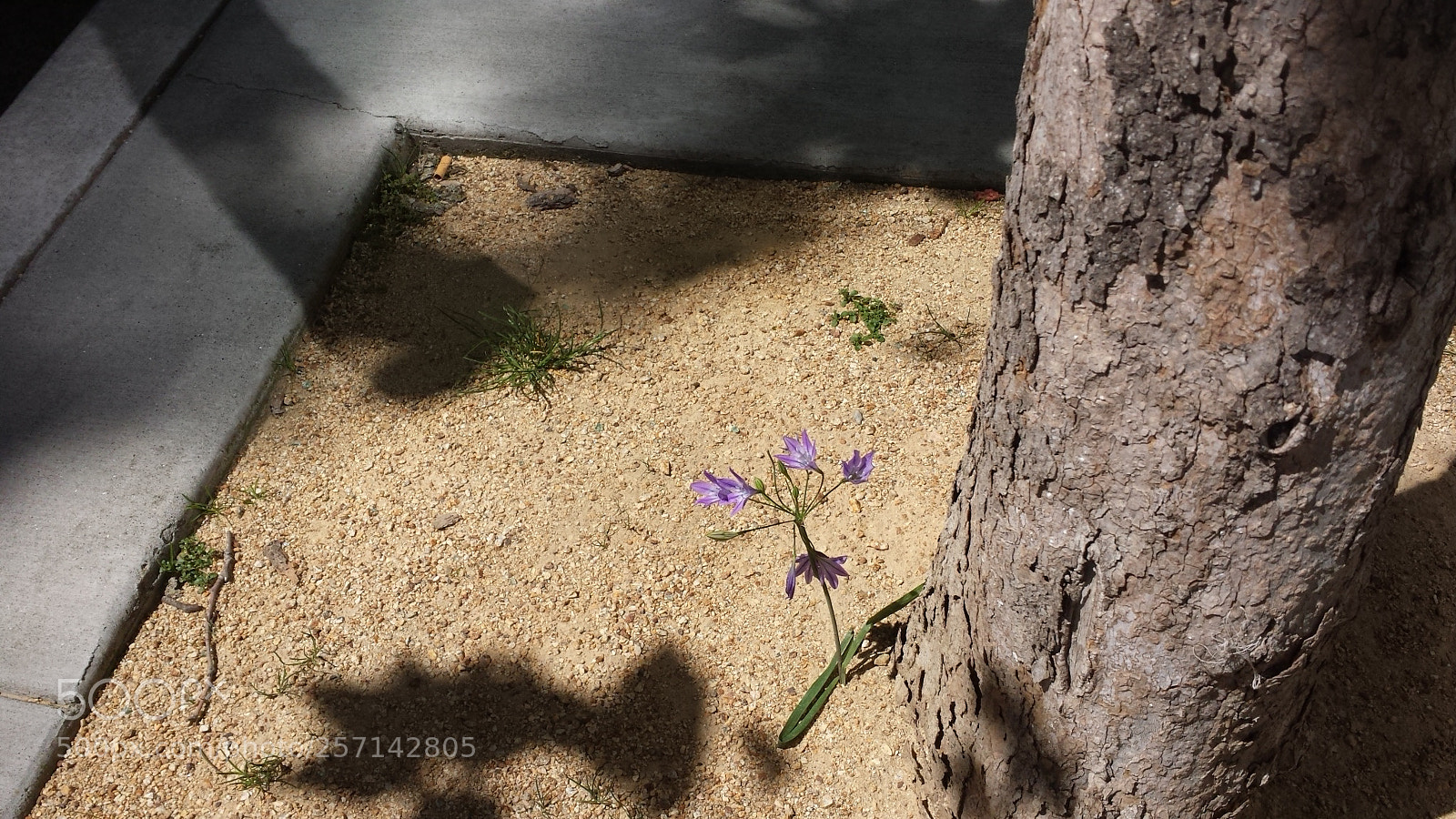 Samsung Galaxy S4 sample photo. Tree and its new photography