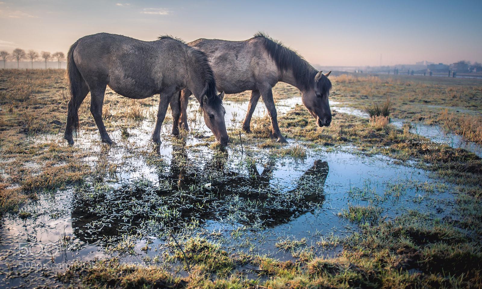 Nikon D800 sample photo. Drink the wild air photography