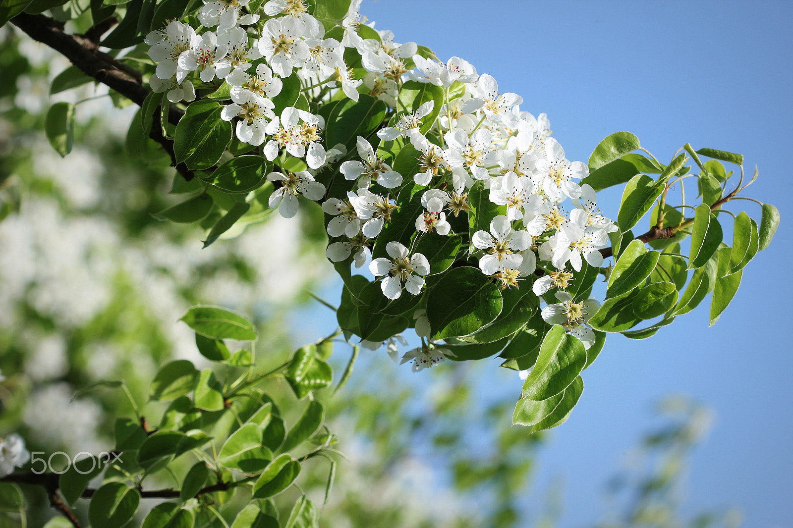 Canon EF 50mm f/1.8 sample photo. Beautiful branch pear tree blossoms against a blue background photography