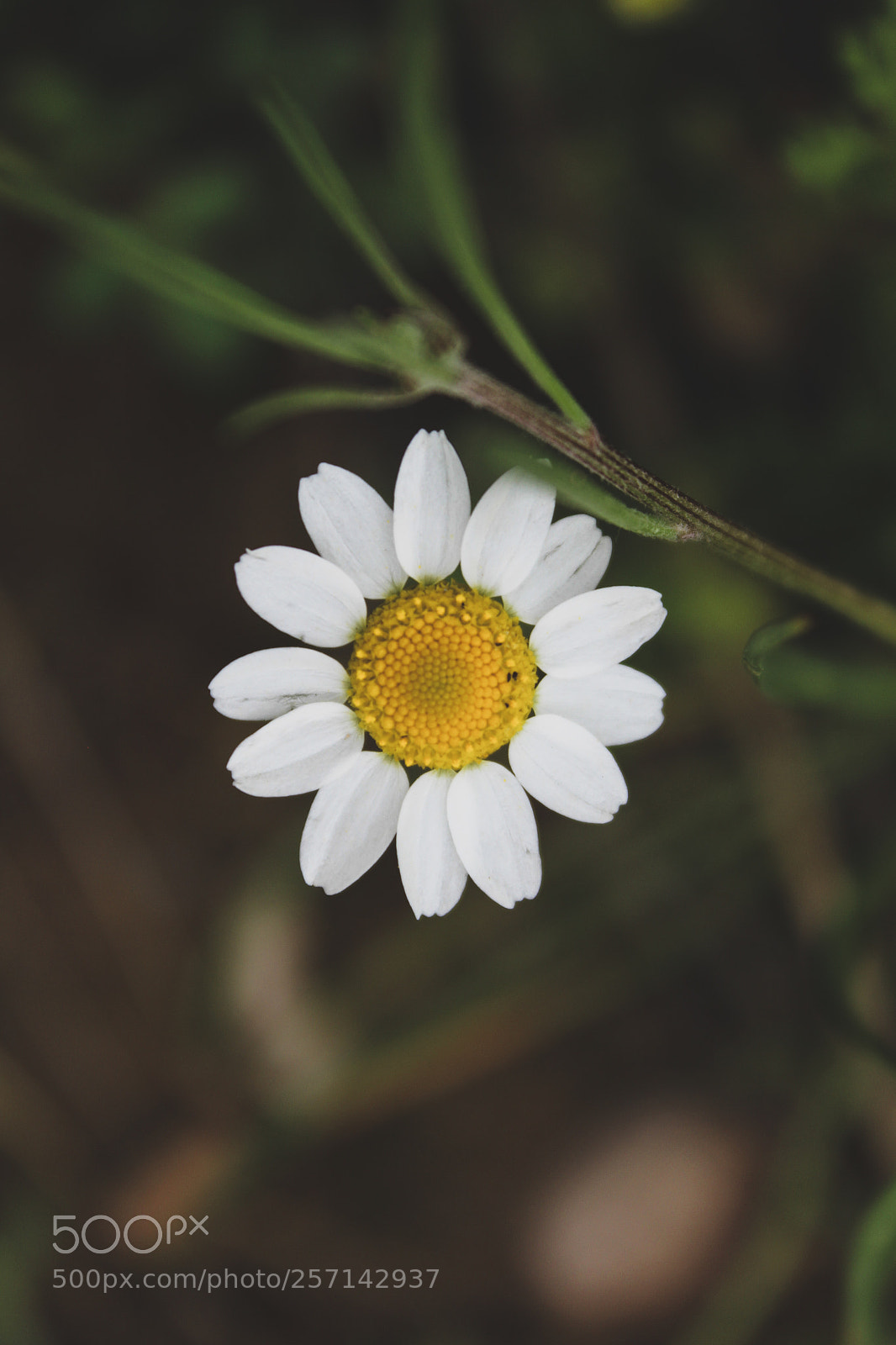 Canon EOS 1300D (EOS Rebel T6 / EOS Kiss X80) sample photo. White yellow flower photography