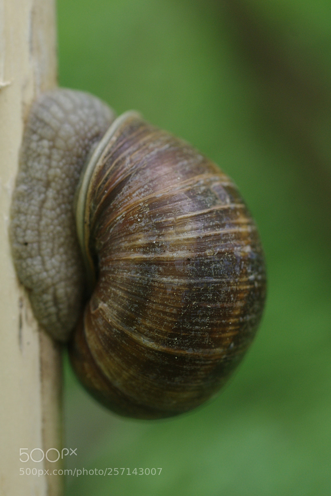 Pentax K-x sample photo. Schnecke photography