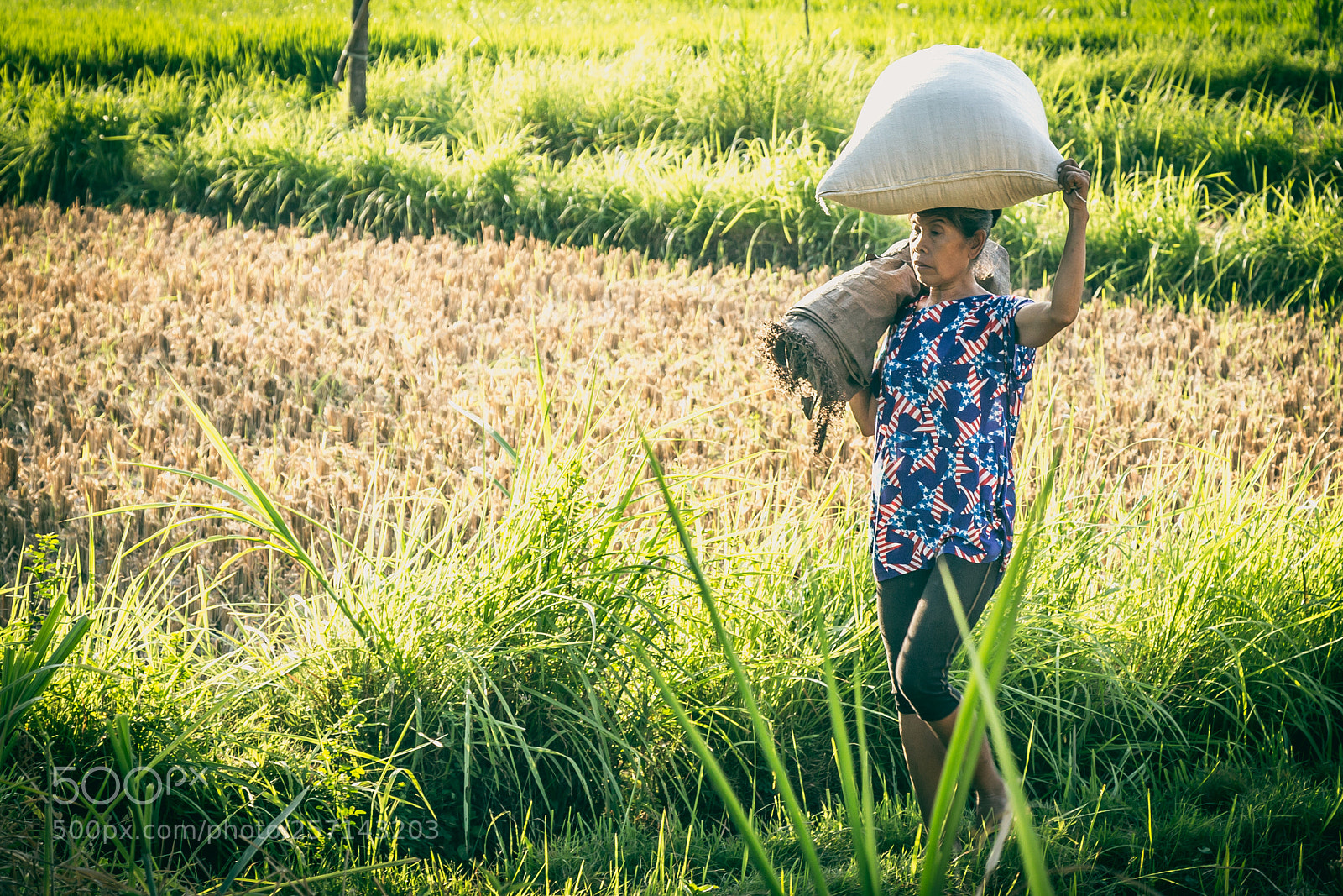 Canon EOS 6D sample photo. Growing the rice photography
