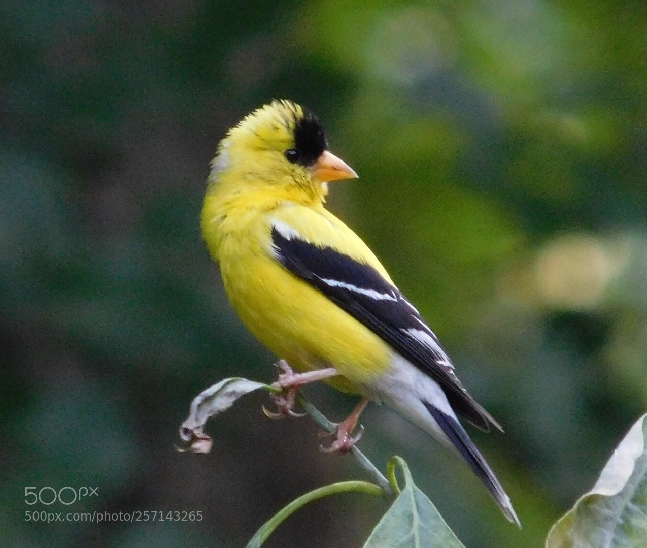 Nikon Coolpix L840 sample photo. American goldfinch  photography