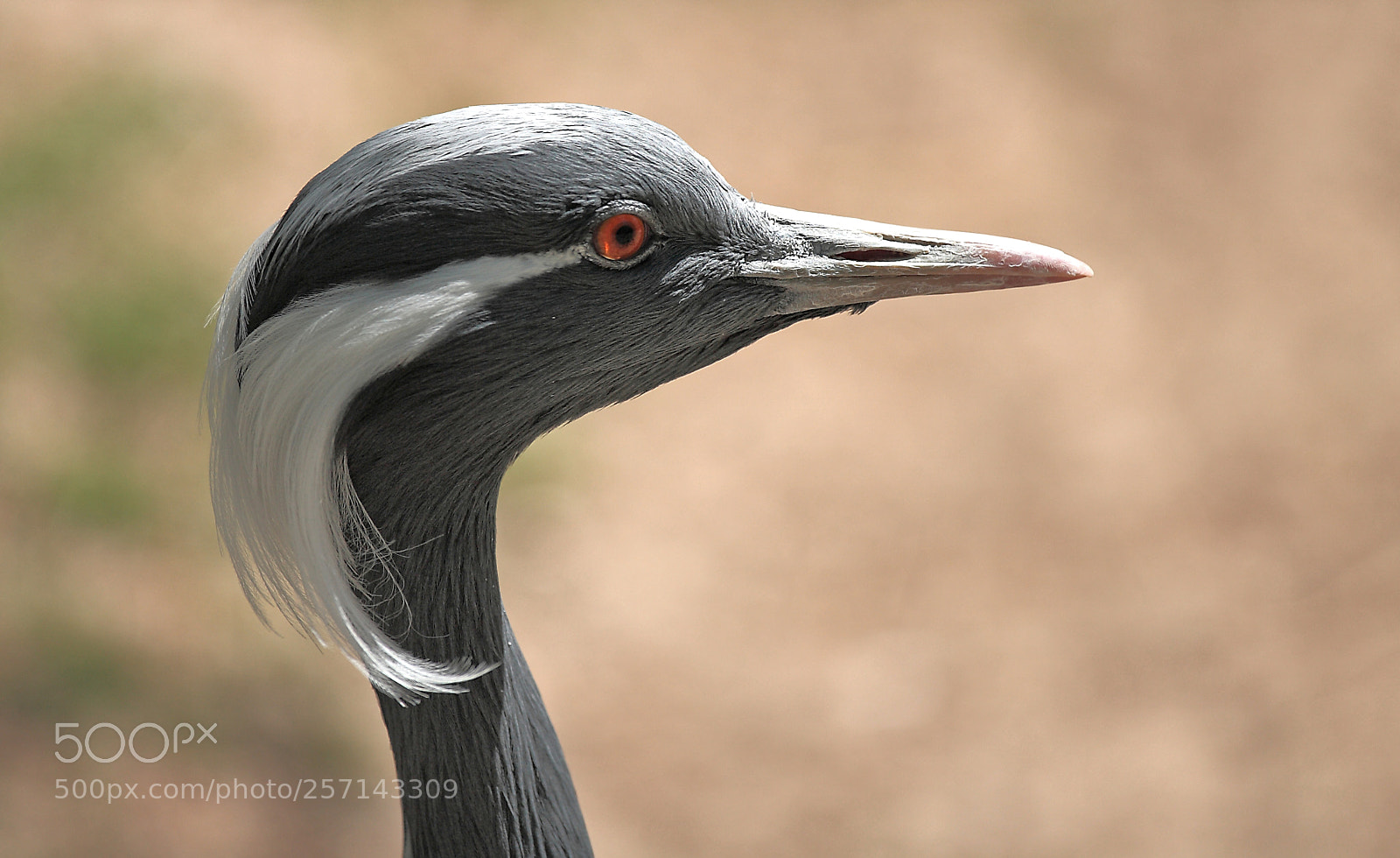 Canon EOS-1D Mark II N sample photo. Feather style is everything  photography