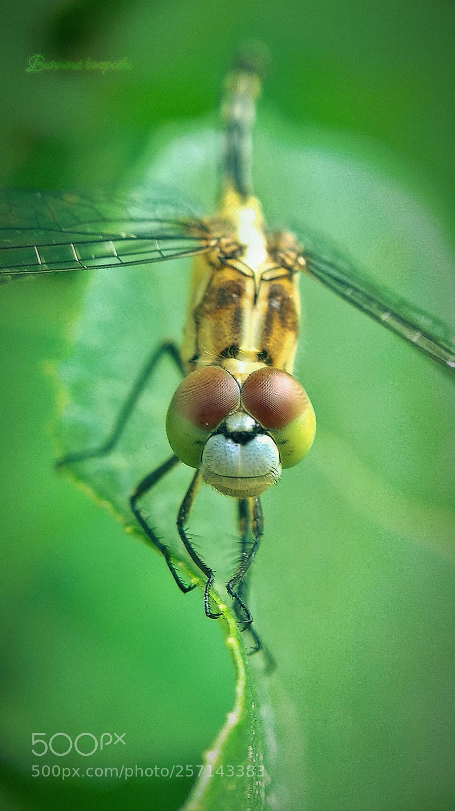 Xiaomi Mi A1 sample photo. Untitled photography