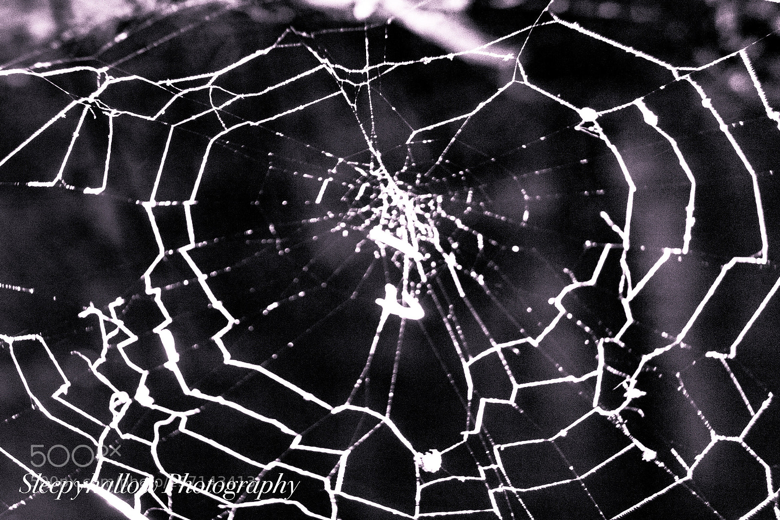 Canon EOS 1300D (EOS Rebel T6 / EOS Kiss X80) sample photo. Widow web photography
