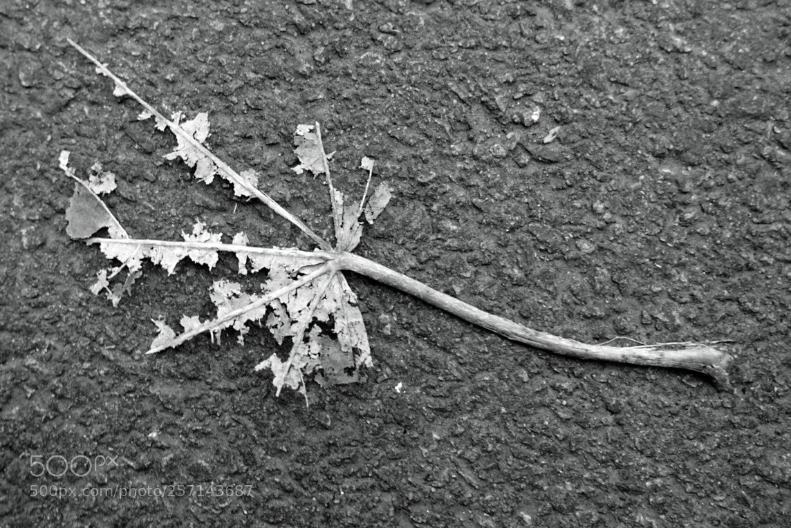 Sony Cyber-shot DSC-RX100 III sample photo. Autumn leaf photography