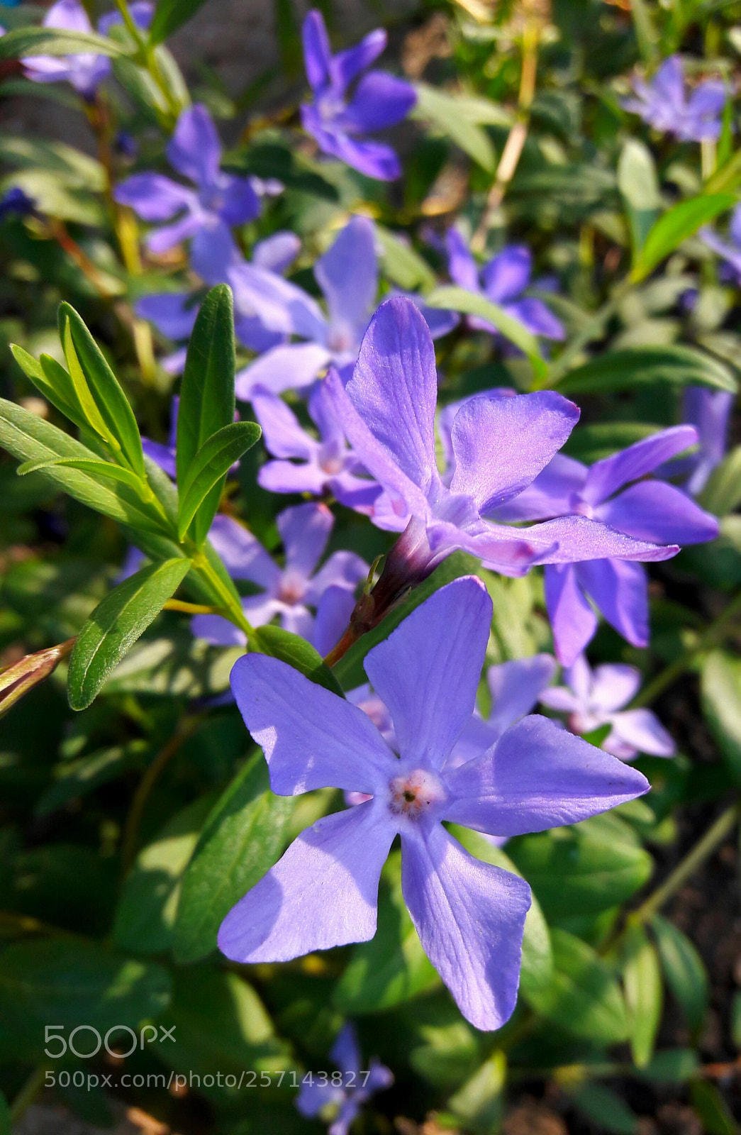 Samsung Galaxy J7 sample photo. Good morning friends ? photography