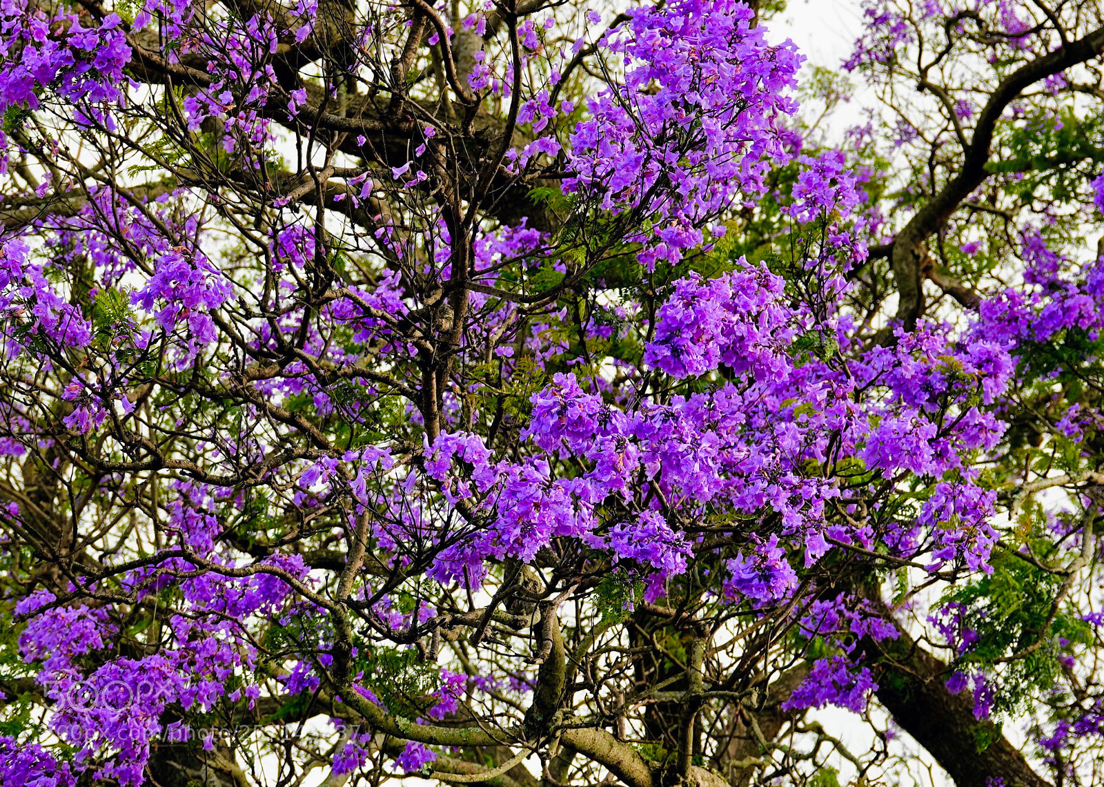 Sony Cyber-shot DSC-RX10 IV sample photo. Rites of spring photography