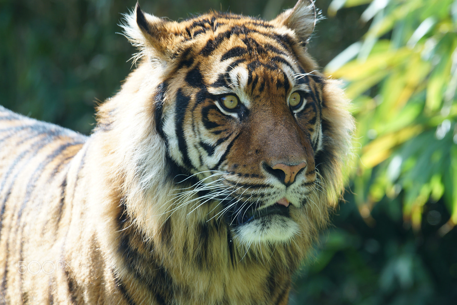 Sony 70-400mm F4-5.6 G SSM II sample photo. Tiger photography