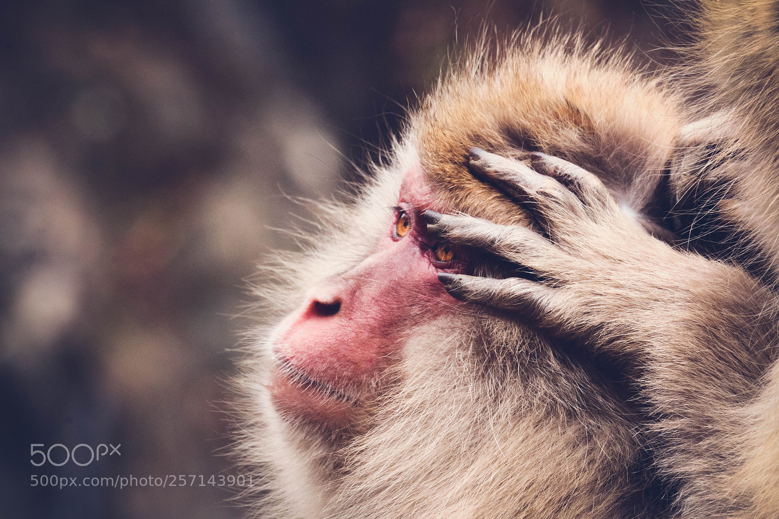 Canon EOS 70D sample photo. The thinky monkey photography