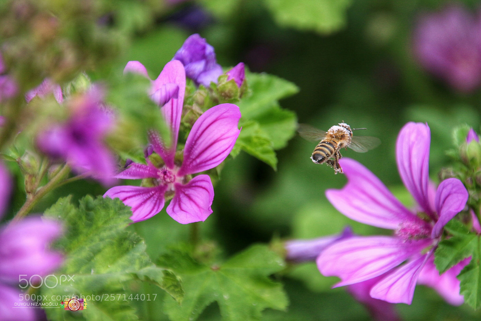 Canon EOS 700D (EOS Rebel T5i / EOS Kiss X7i) sample photo. Untitled photography