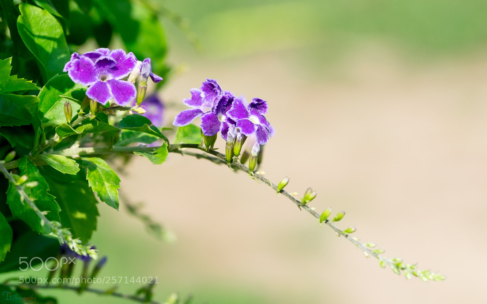Nikon D5300 sample photo. Flower photography