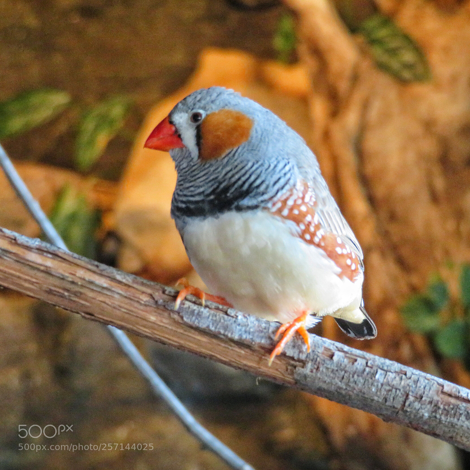Canon PowerShot SX720 HS sample photo. Zebra finch photography