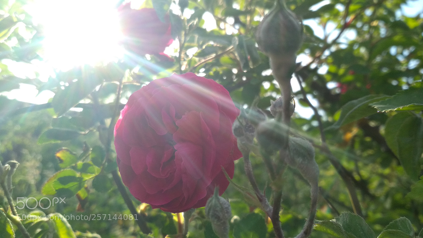 Xiaomi Redmi 4X sample photo. Untitled photography