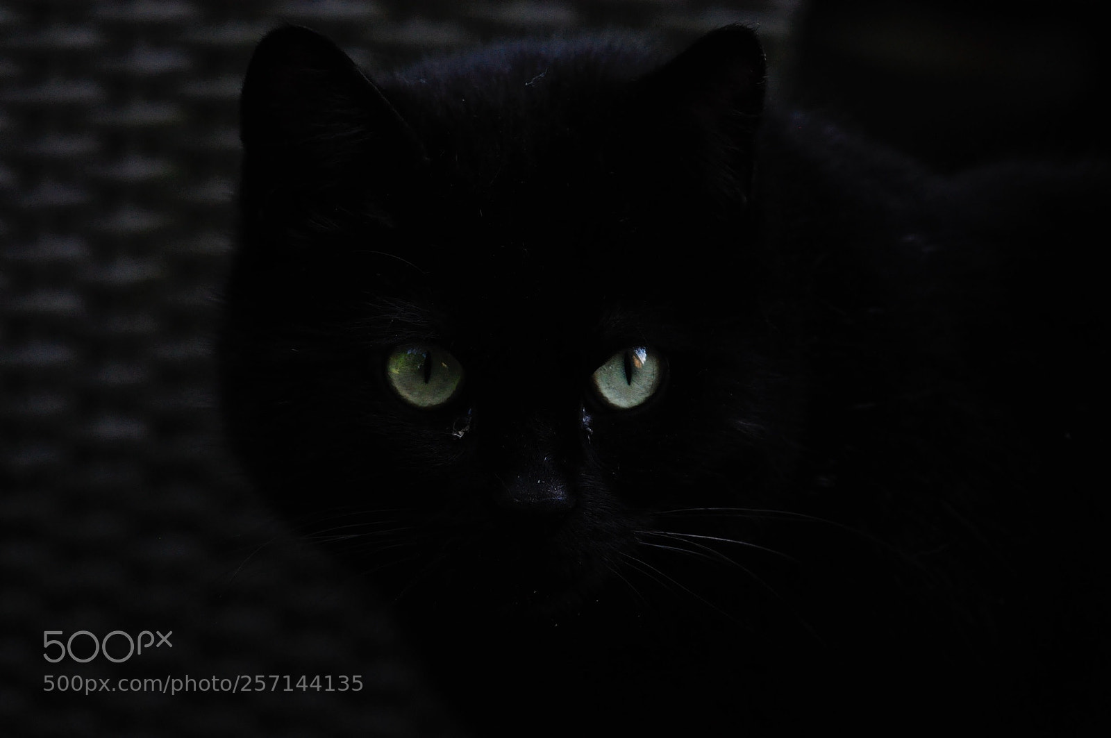 Nikon D90 sample photo. Eyes photography