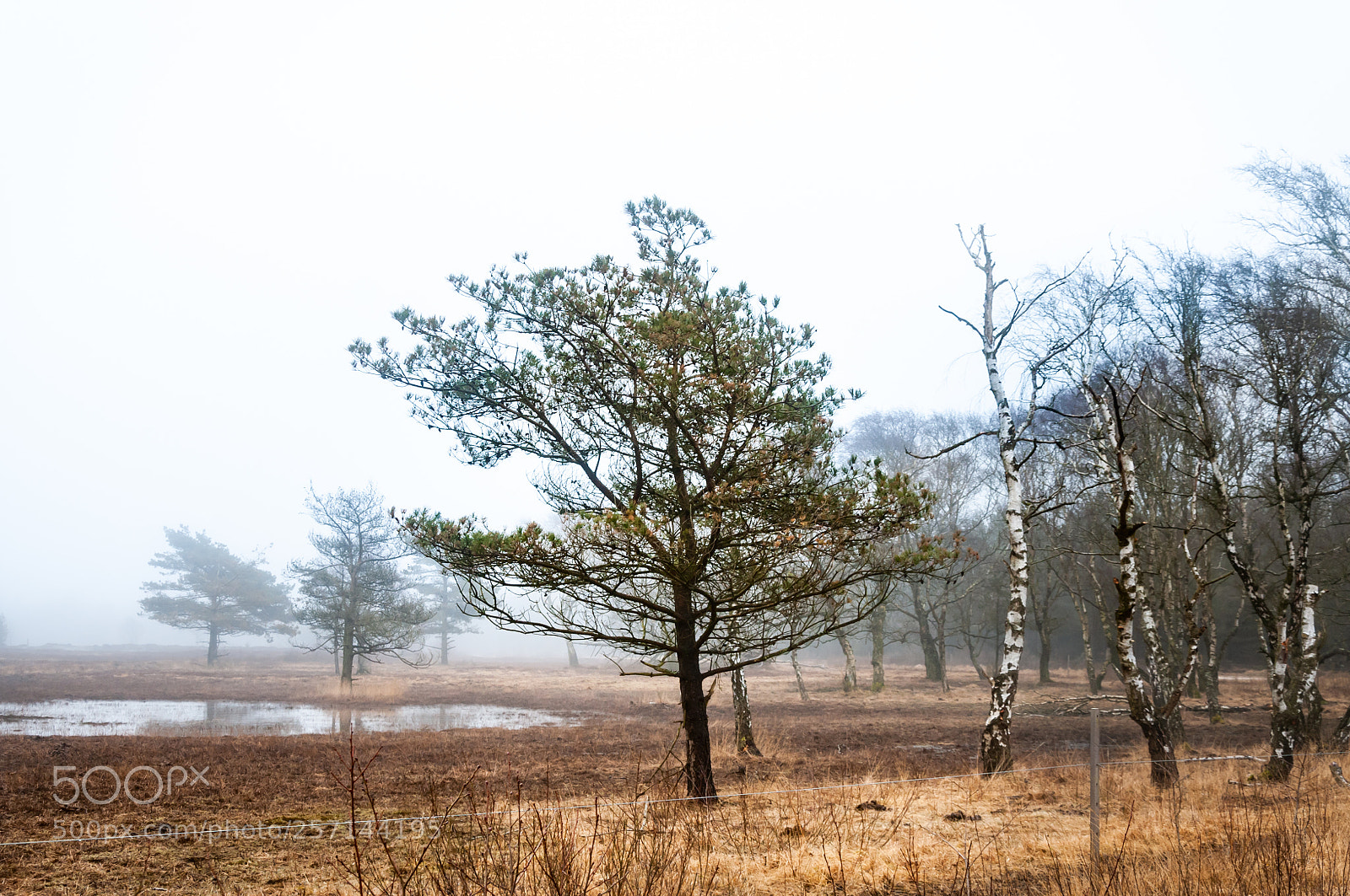 Nikon D300 sample photo. Trees on a field photography