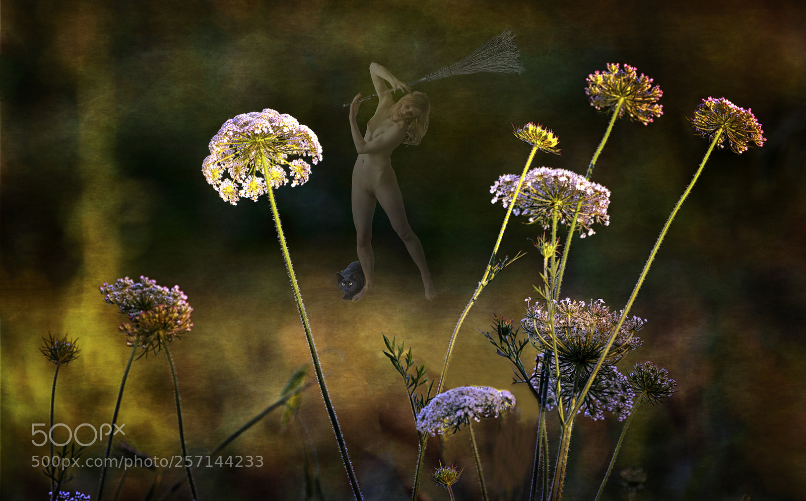 Nikon D750 sample photo. Magical glade photography