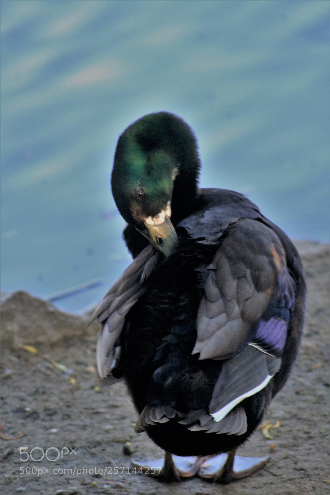Canon EOS 100D (EOS Rebel SL1 / EOS Kiss X7) sample photo. Preening feathers photography
