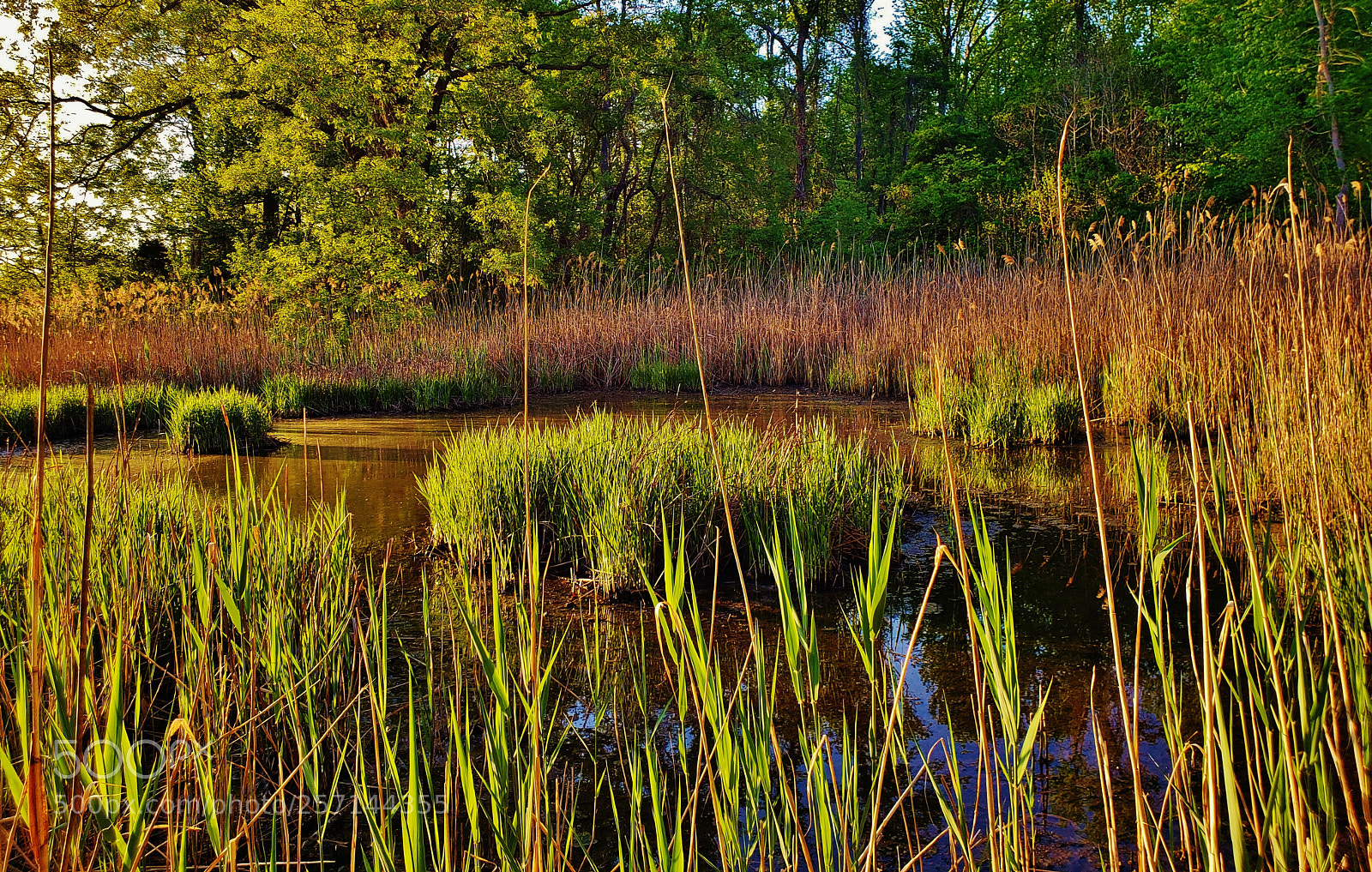 Samsung Galaxy S9+ sample photo. Beverly triton marsh 2018 photography