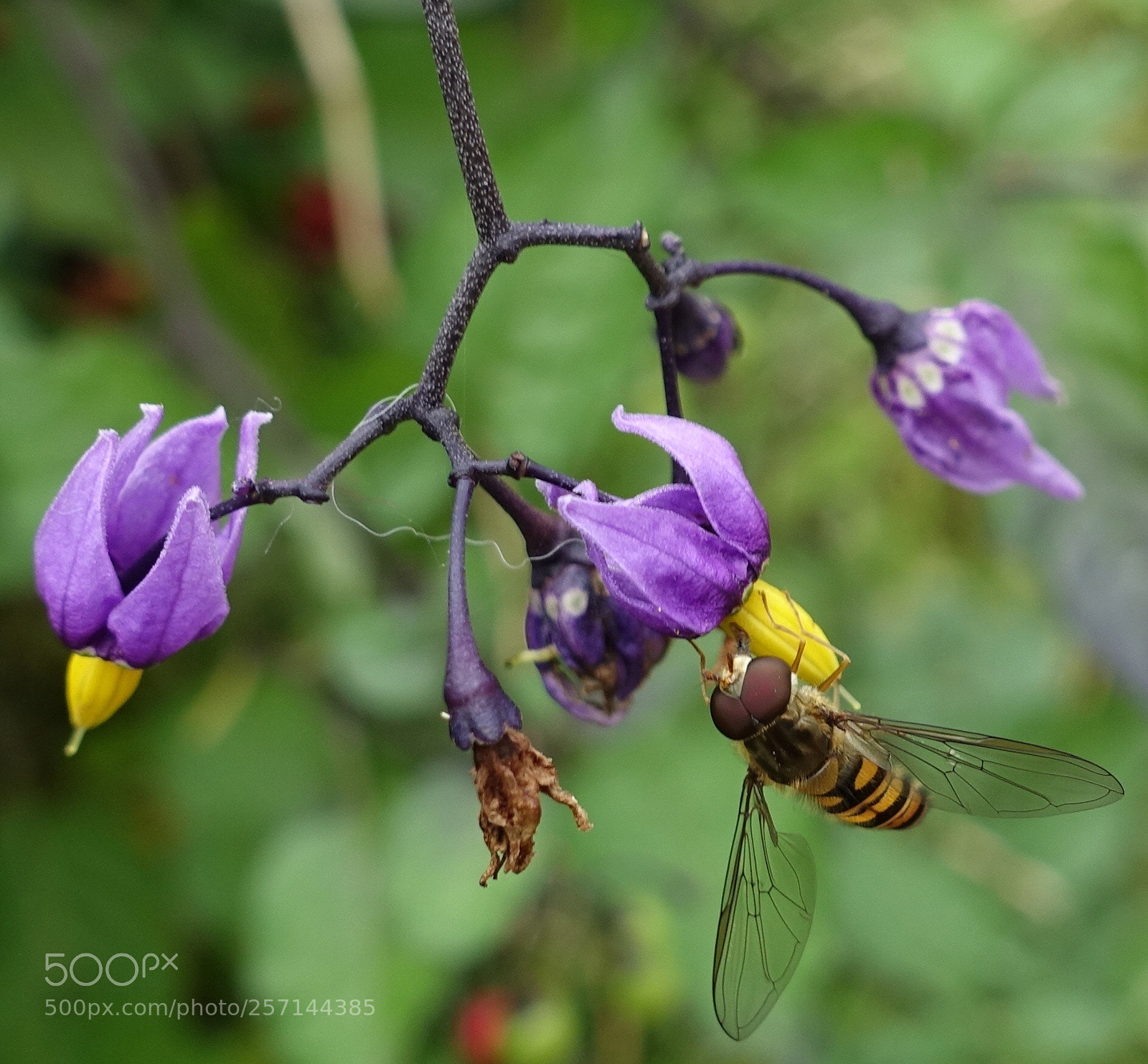 Sony Cyber-shot DSC-RX100 III sample photo. Flowers fly photography