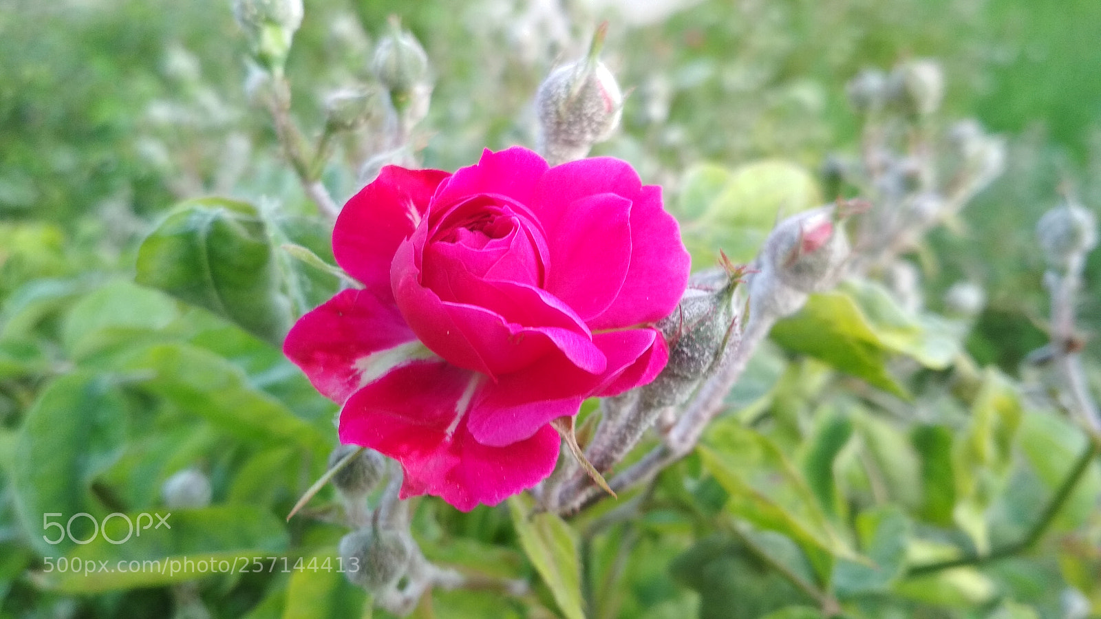 Xiaomi Redmi 4X sample photo. Untitled photography