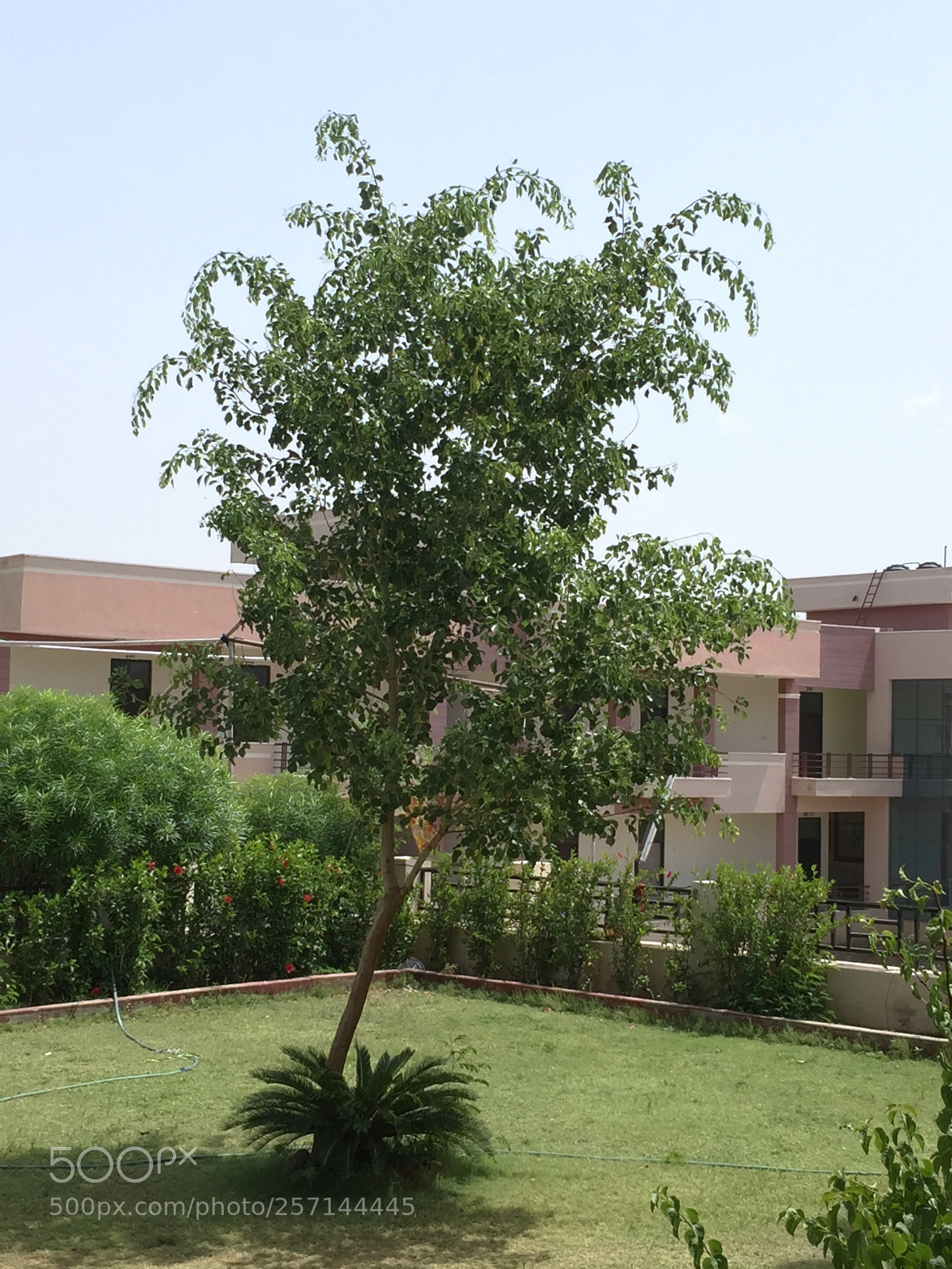 Apple iPhone 6 sample photo. Natural tree  photography