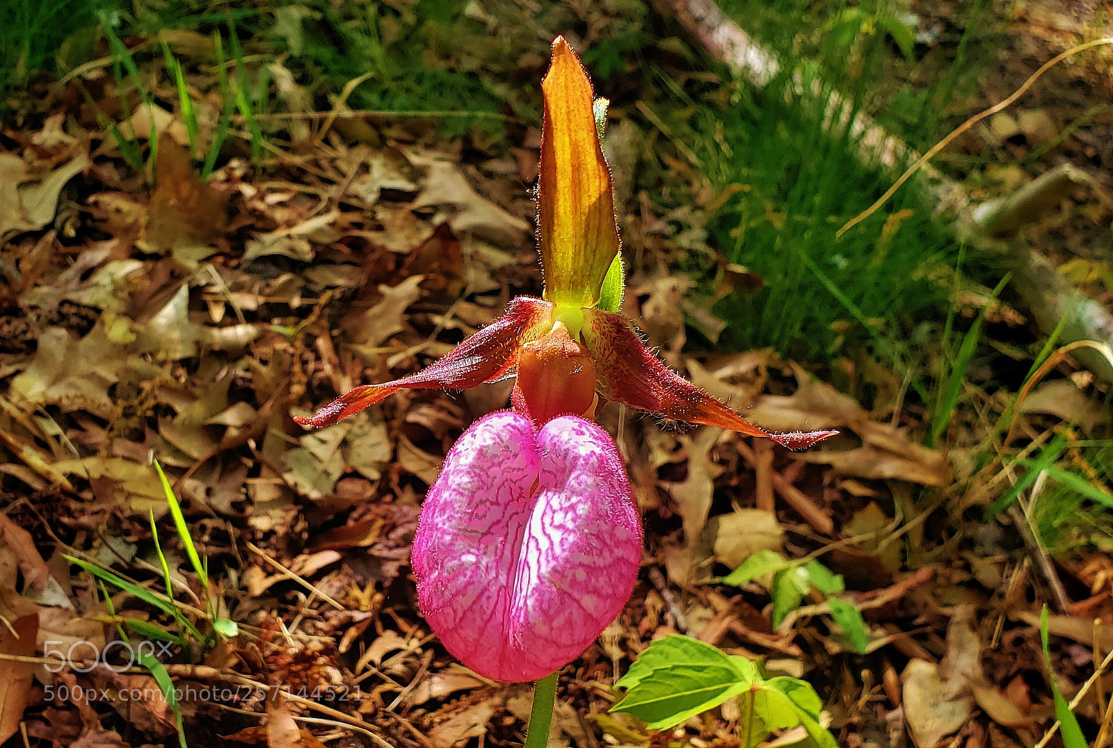 Samsung Galaxy S9+ sample photo. Pink lady slipper 2018 photography