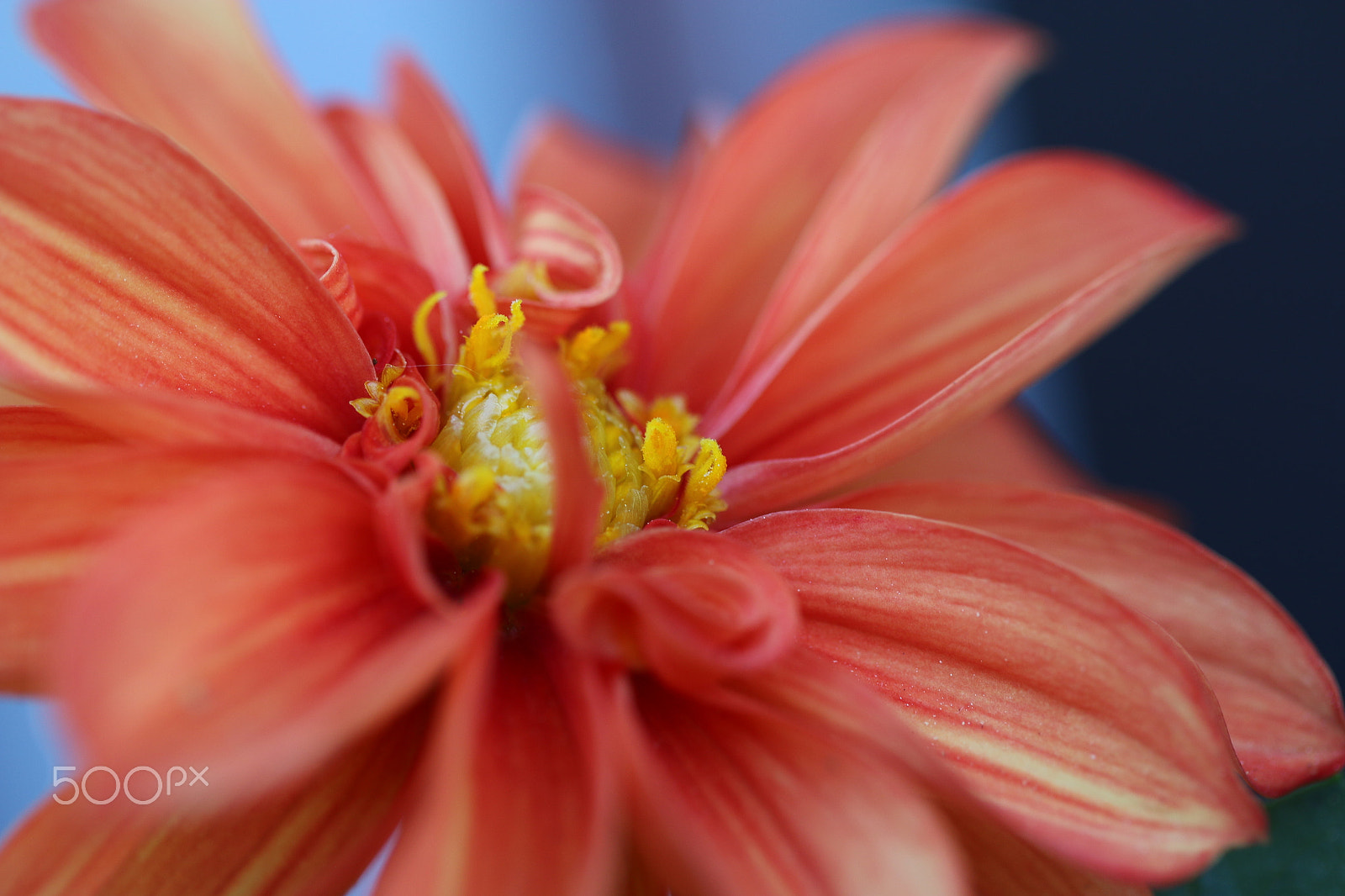 Canon EF 100mm F2.8L Macro IS USM sample photo. Dream in red photography