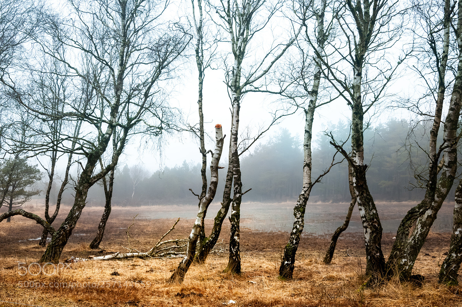 Nikon D300 sample photo. Birken im nebel photography