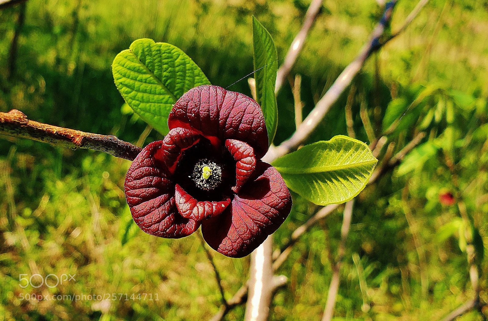Samsung Galaxy S9+ sample photo. Pawpaw 2018 photography