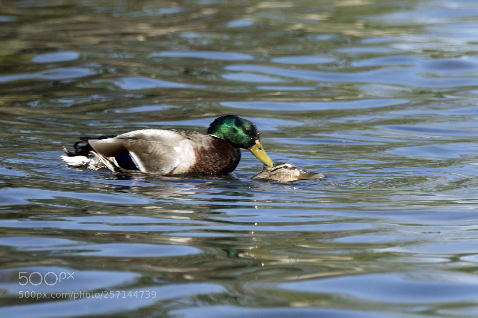 Canon EOS 7D Mark II sample photo. Enten in liebe photography