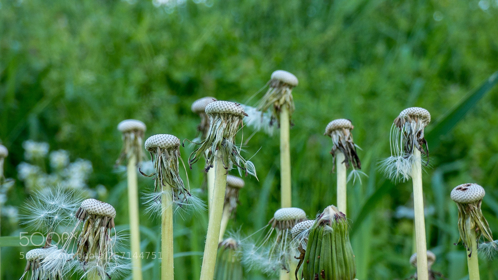 Panasonic DMC-FZ72 sample photo. Dandelions photography