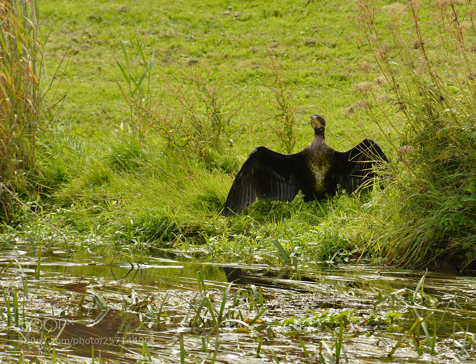 Nikon D800E sample photo. Dry in the sun photography
