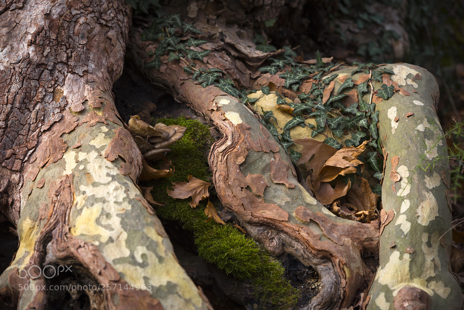 Nikon D600 sample photo. *** photography