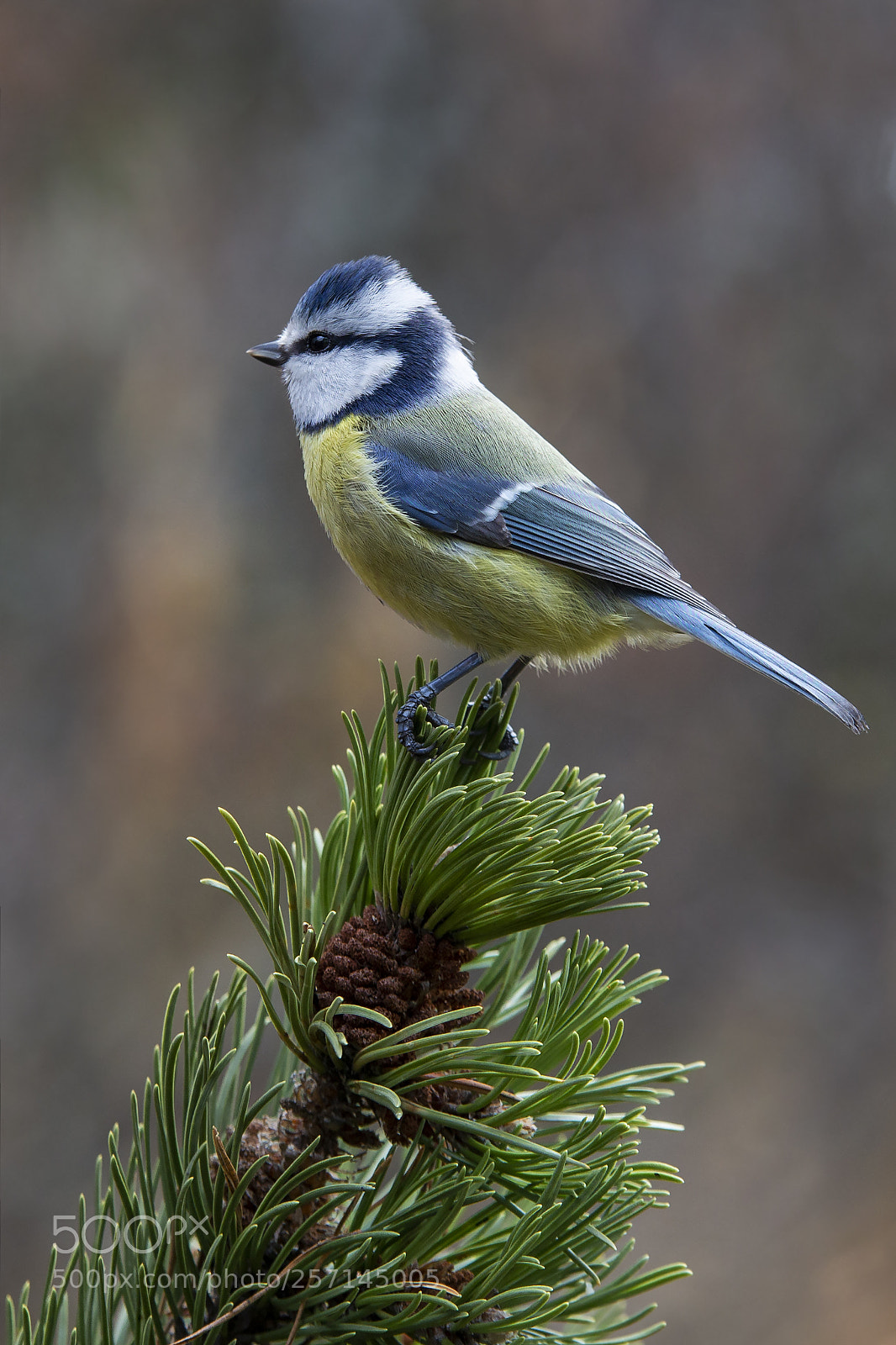 Canon EOS 6D sample photo. Sinitiainen, blue tit photography