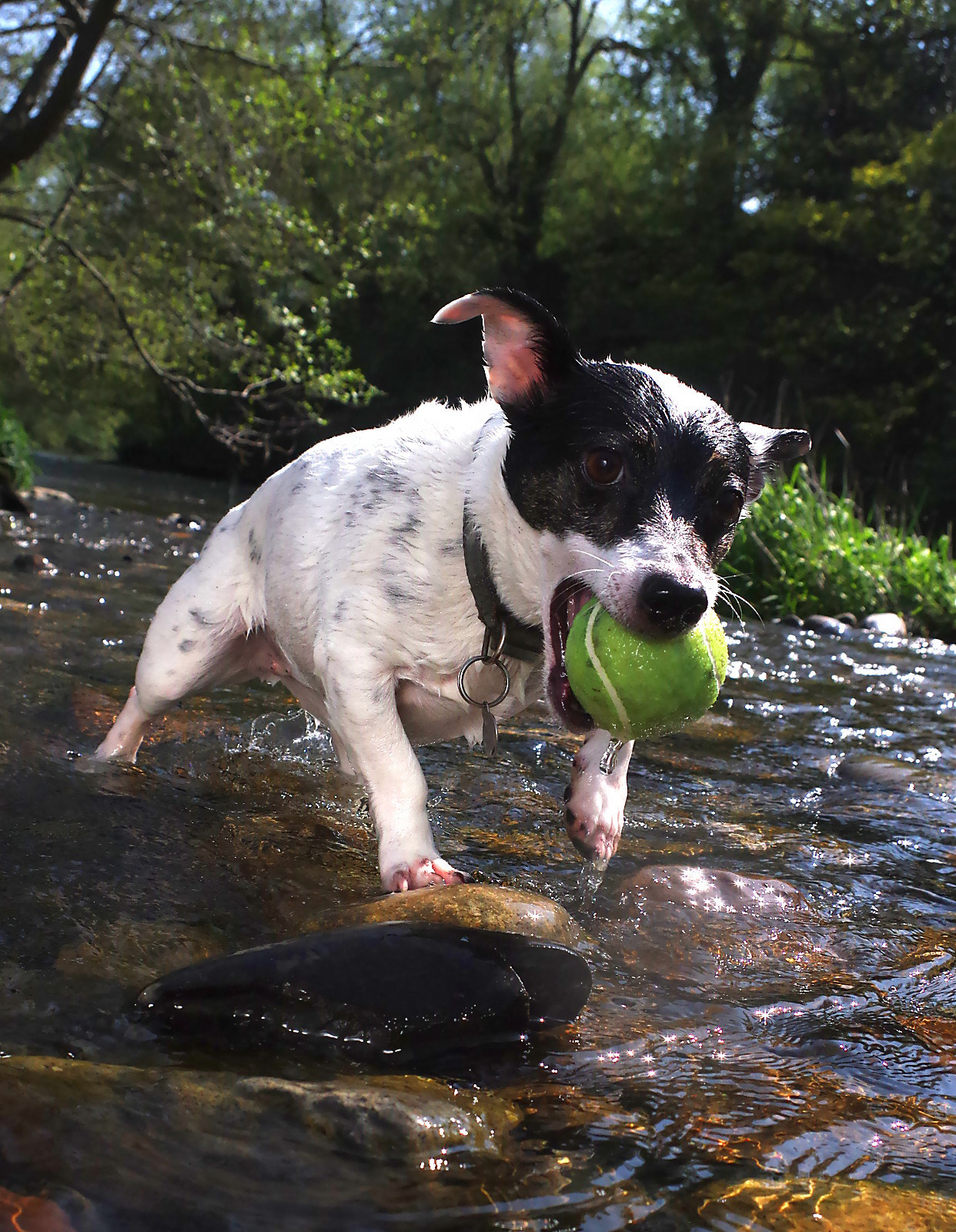 Pentax K-3 sample photo. Fetch photography