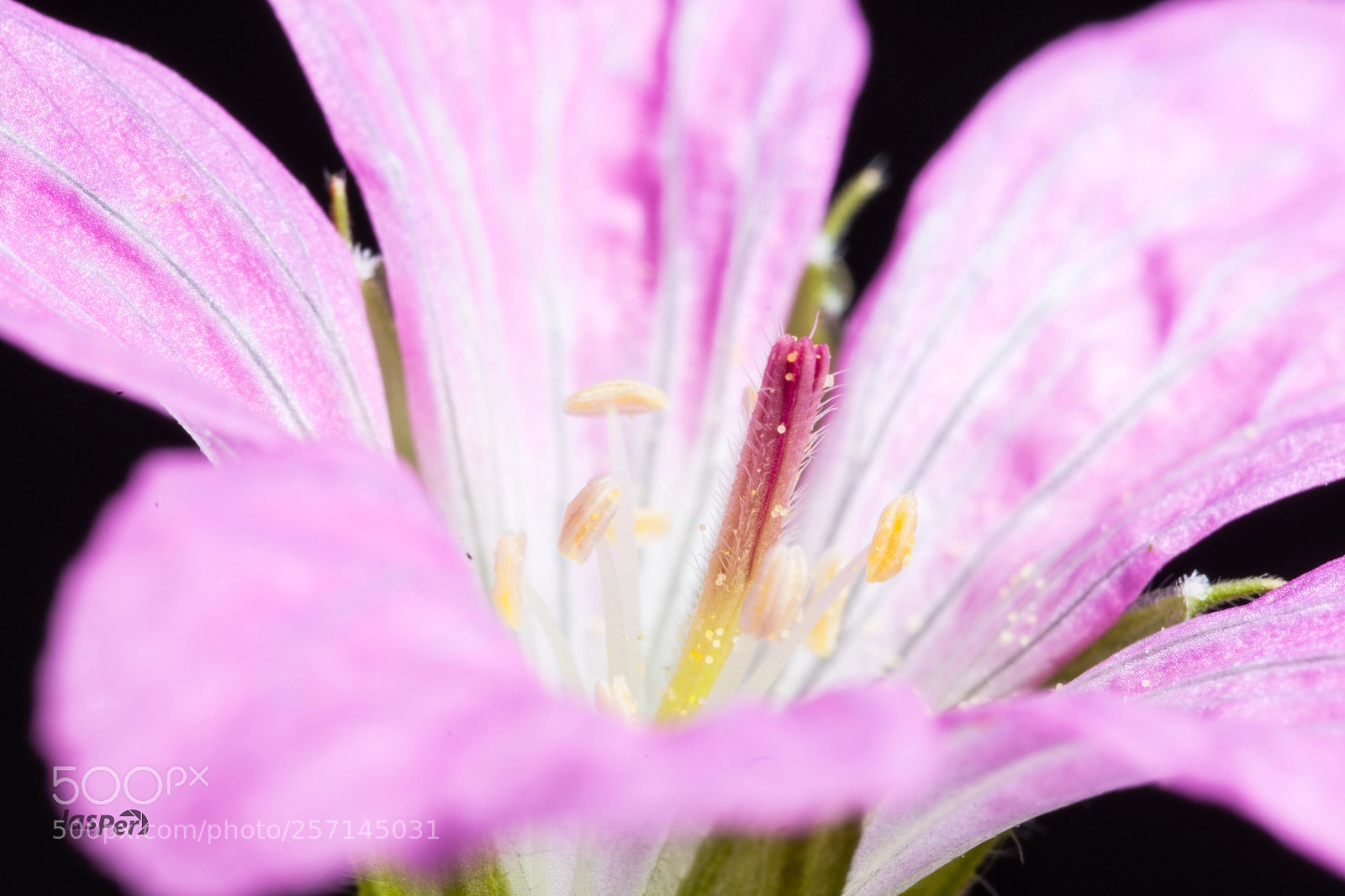 Nikon D7200 sample photo. Stamen photography