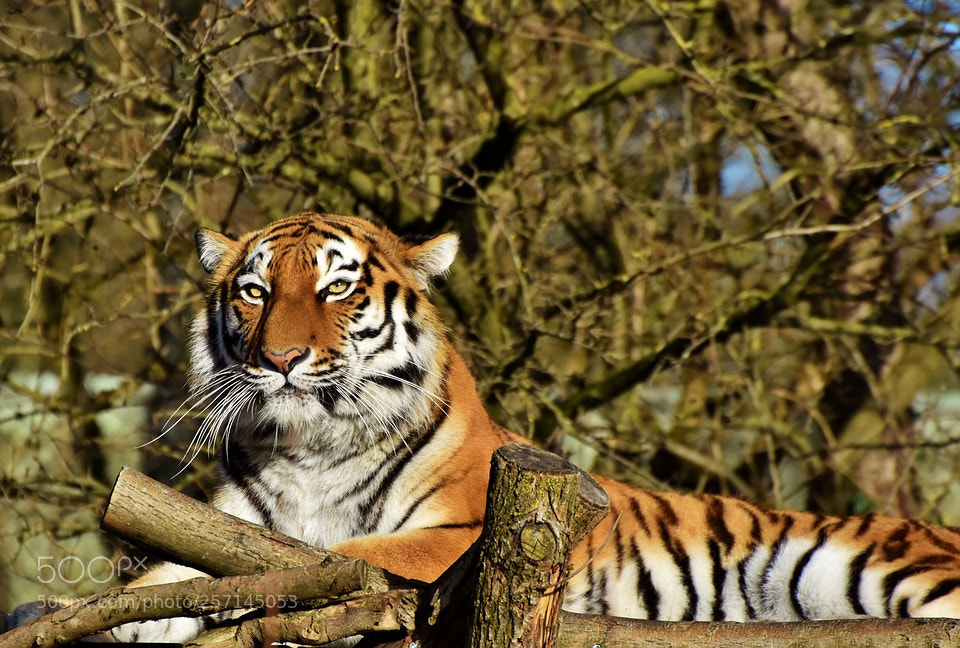 Nikon D7200 sample photo. Tiger photography