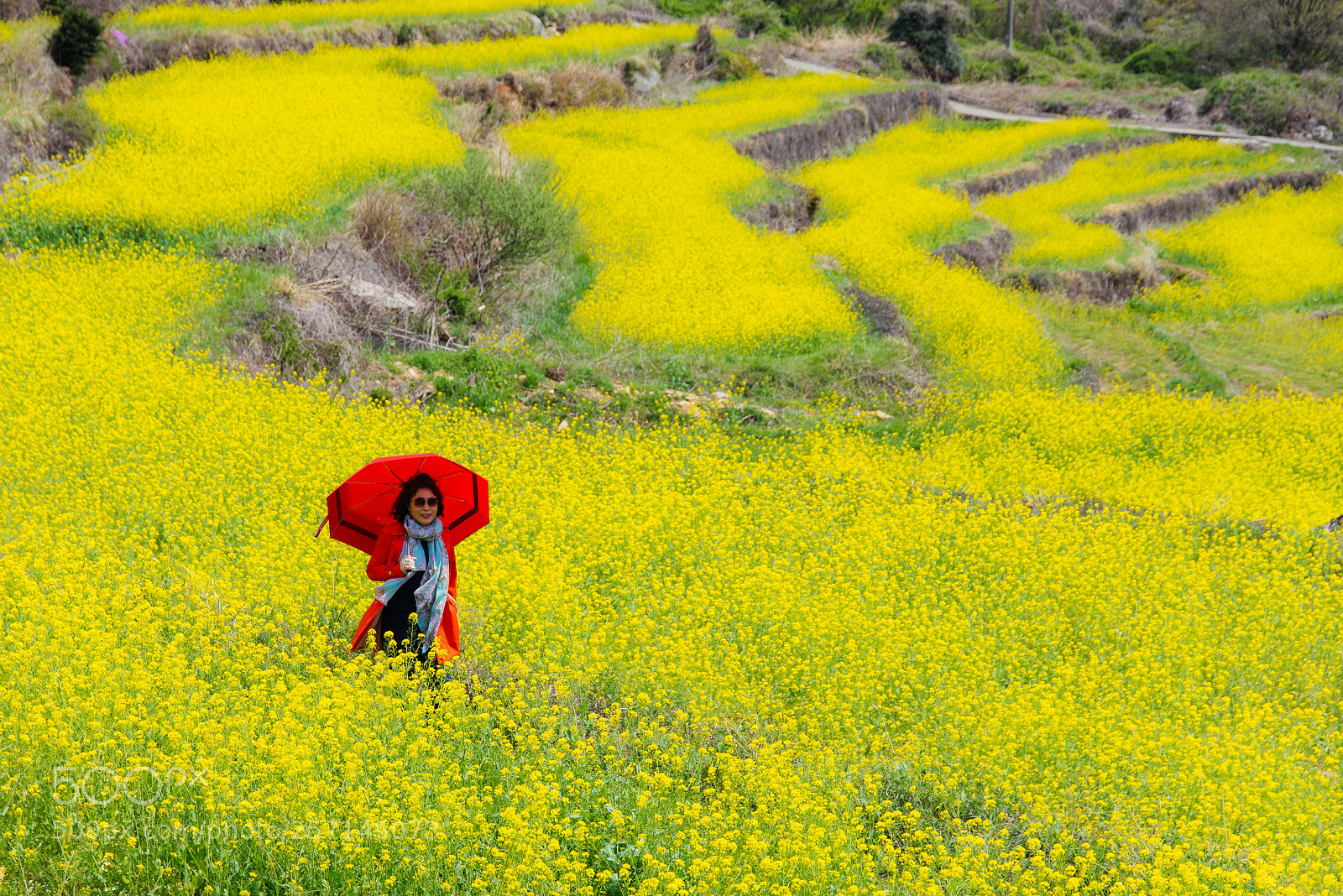 Nikon D810 sample photo. Rape flower photography